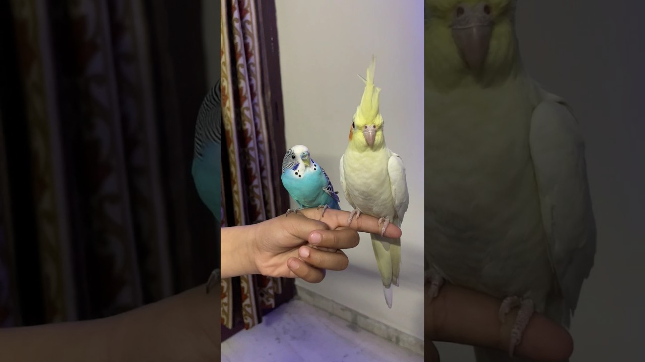 Unboxing of New Budgie Parrot #shorts #budgies #birds