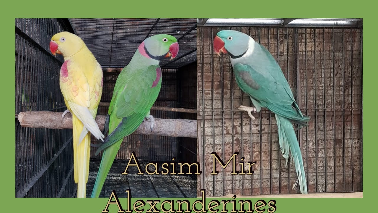 Lutino Alexandrines | Blue Alexandrines | Discussion on Exhibition Lovebirds with Mr. Aasim Mir
