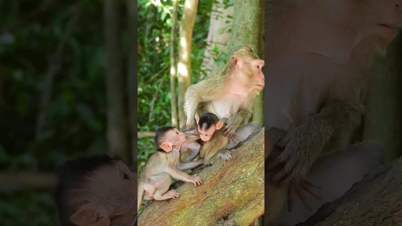 Old Mum Monkey Marri Not Free Poor Baby Misty