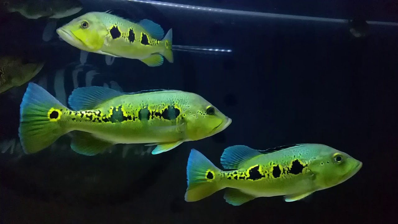 Peacock bass Orinoco yang sangat menawan
