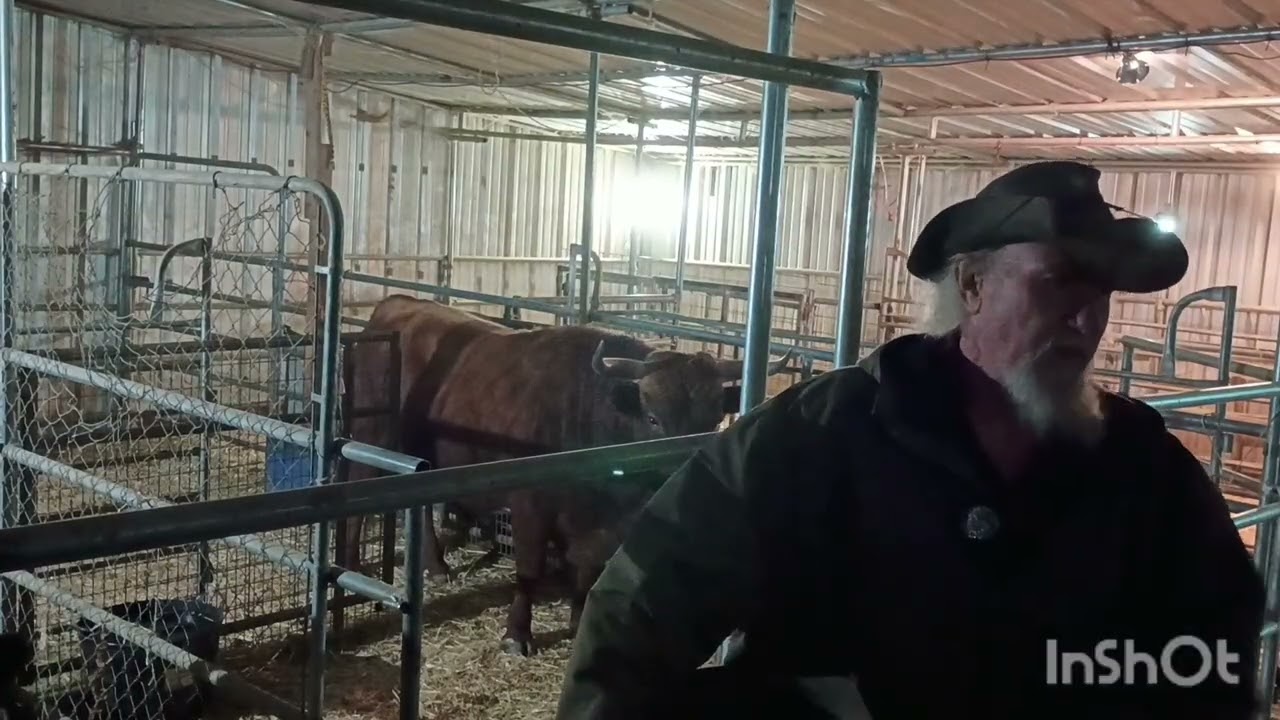  Our nightly routine with our Dexter cows how well trained they are 