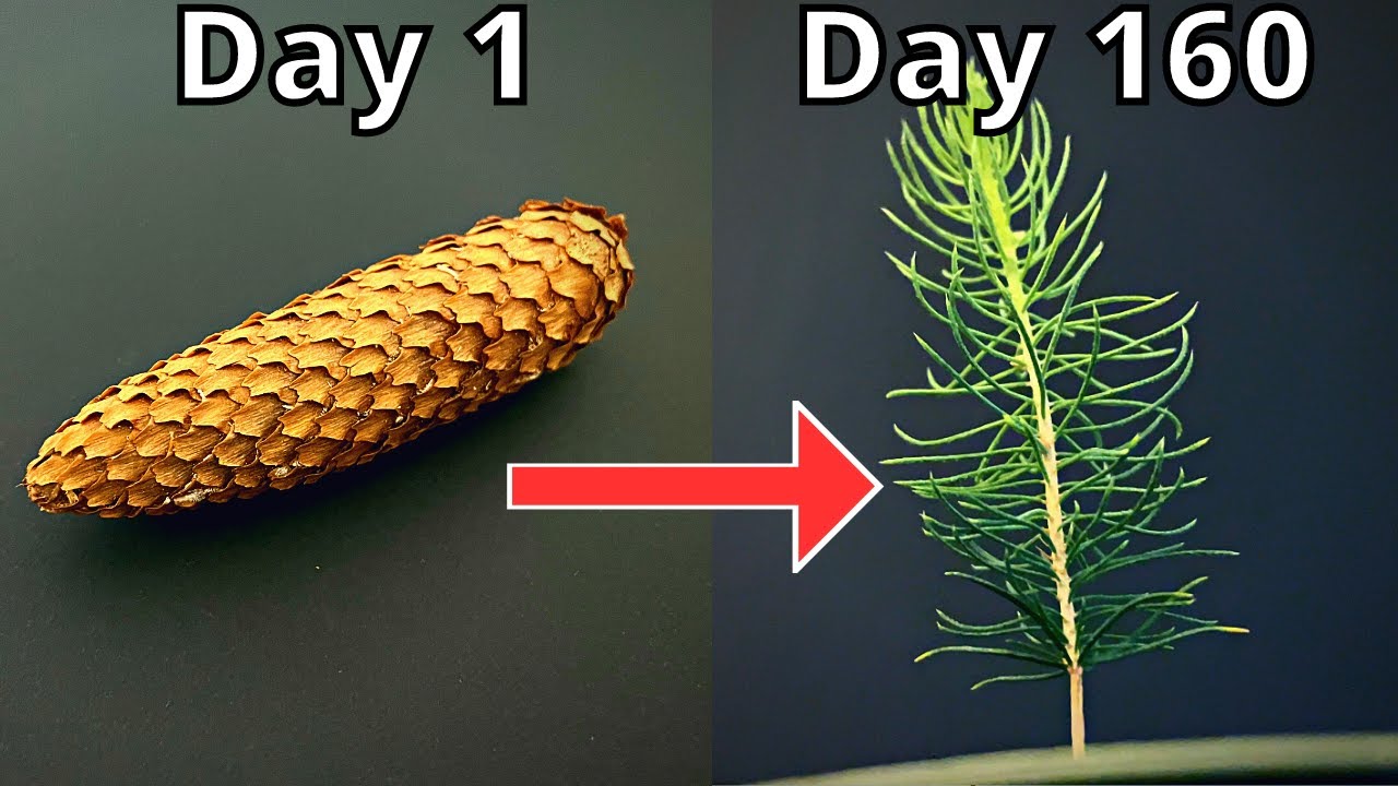 How To Grow Pine Tree From Pine Cone