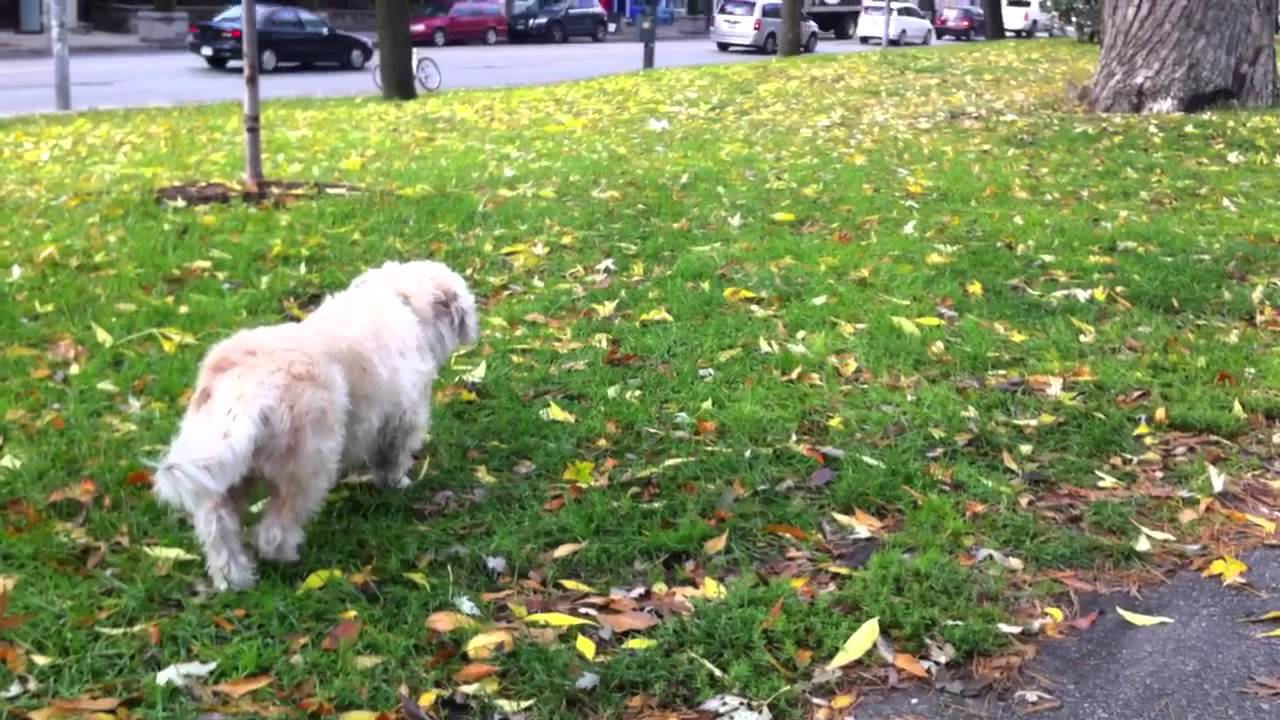 Dog catches squirrel.