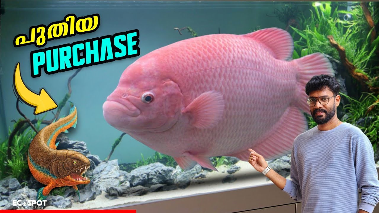 💥💥TANK ലേക്ക് പുതിയ OSPHRONEMUS GORAMY കൊണ്ട് വന്നു.. | Brought new PINK GORAMY to our tank...