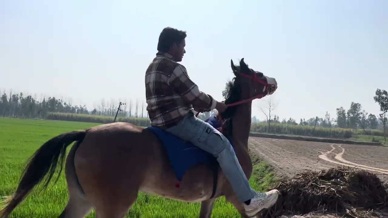 # horse lover # viral video # Chambi Ghodi # long ride # 💕💕