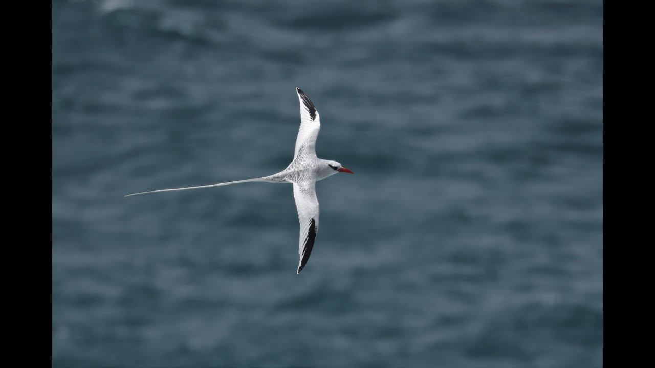 Canary Islands birds, March 2022
