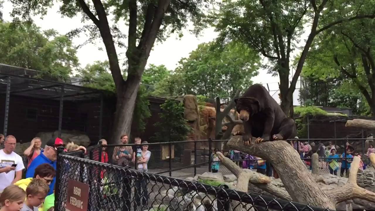 Hungry sun bear eats a green pepper in slo mo