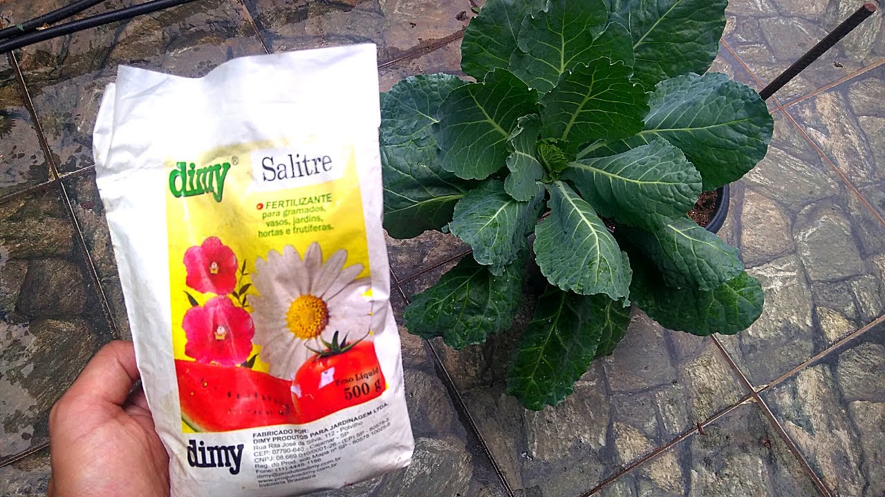 Salitre do Chile para hortas e frut&iacute;feras Saiba como usar