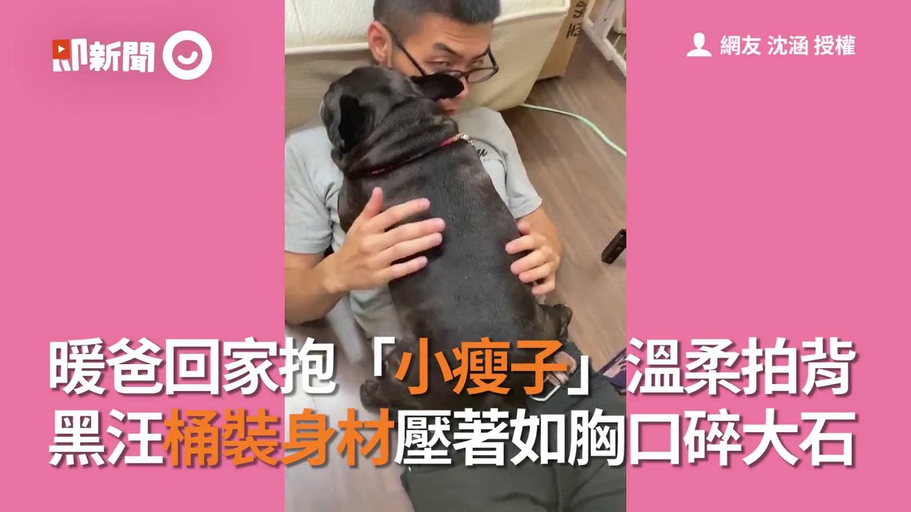 暖爸抱法鬥犬溫柔拍背 「小瘦子」桶裝身材壓著如胸口碎大石｜寵物｜法鬥｜討抱抱