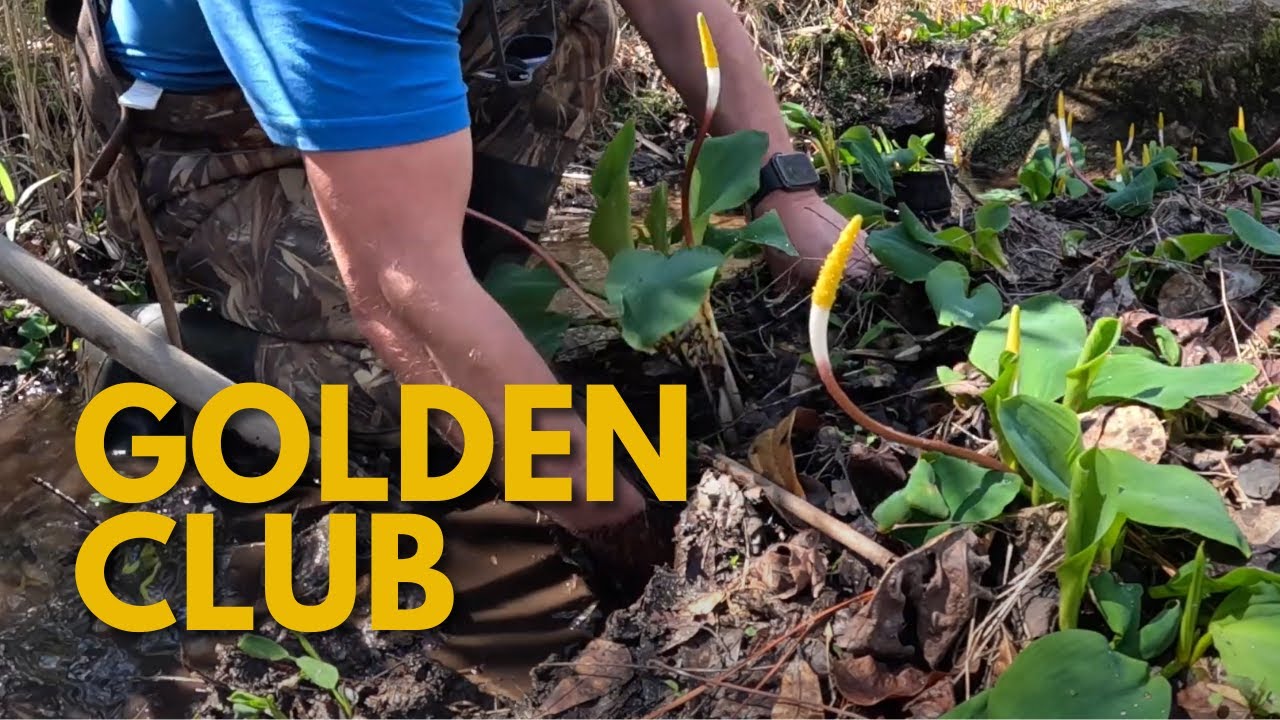 Discover the Beauty of Golden Club | Native Aquatic Plant