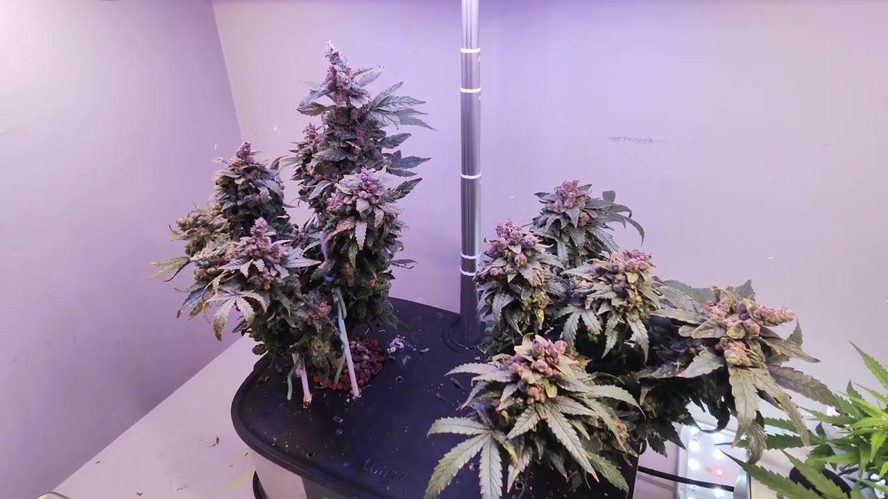 Final update day 84 2 mystery strain lph max micro dwc autoflower grow