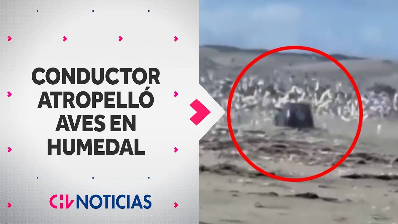 Indignante: Captan a conductor atropellando y ahuyentando aves en Humedal de Mantagua - CHV Noticias