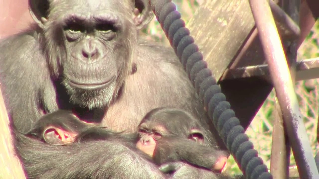 東山チンパンジー 双子の赤ちゃん 29  Chimpanzee twin baby