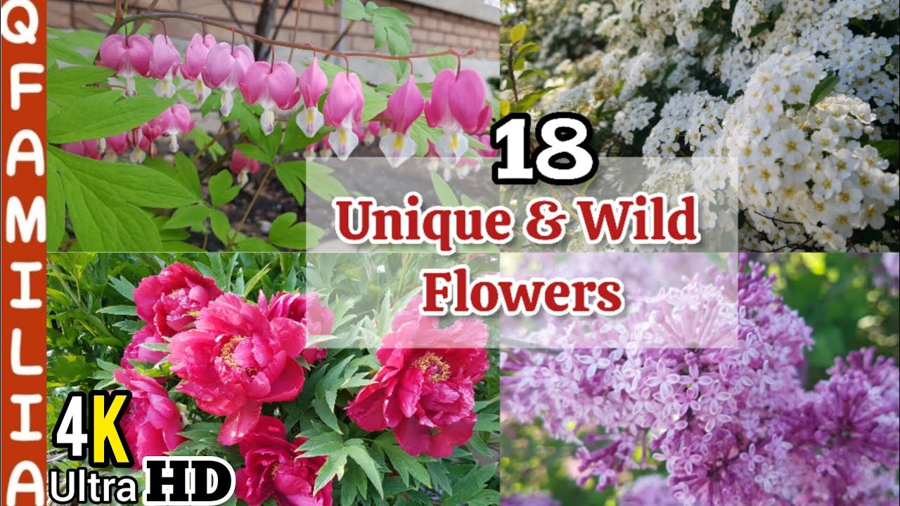 18 Unique and Wild Flowers in Ontario Markham Canada | Flowers in Canada During Spring Season | 4K