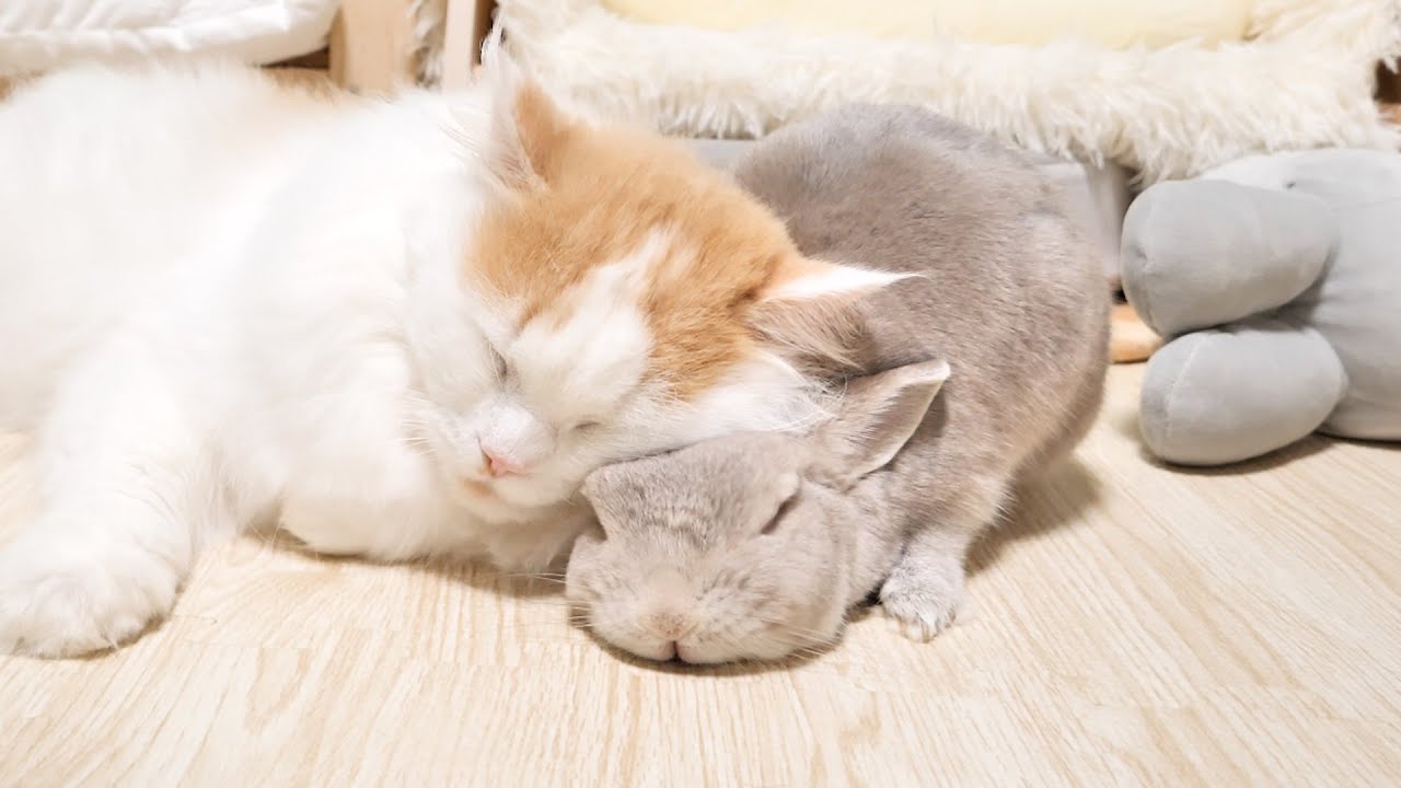 冬の季節だけ見れる、うさぎとねこの特別な光景