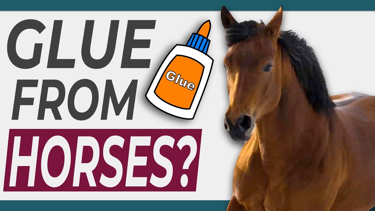 Is Glue Made from Horses? Is Glue Vegan?