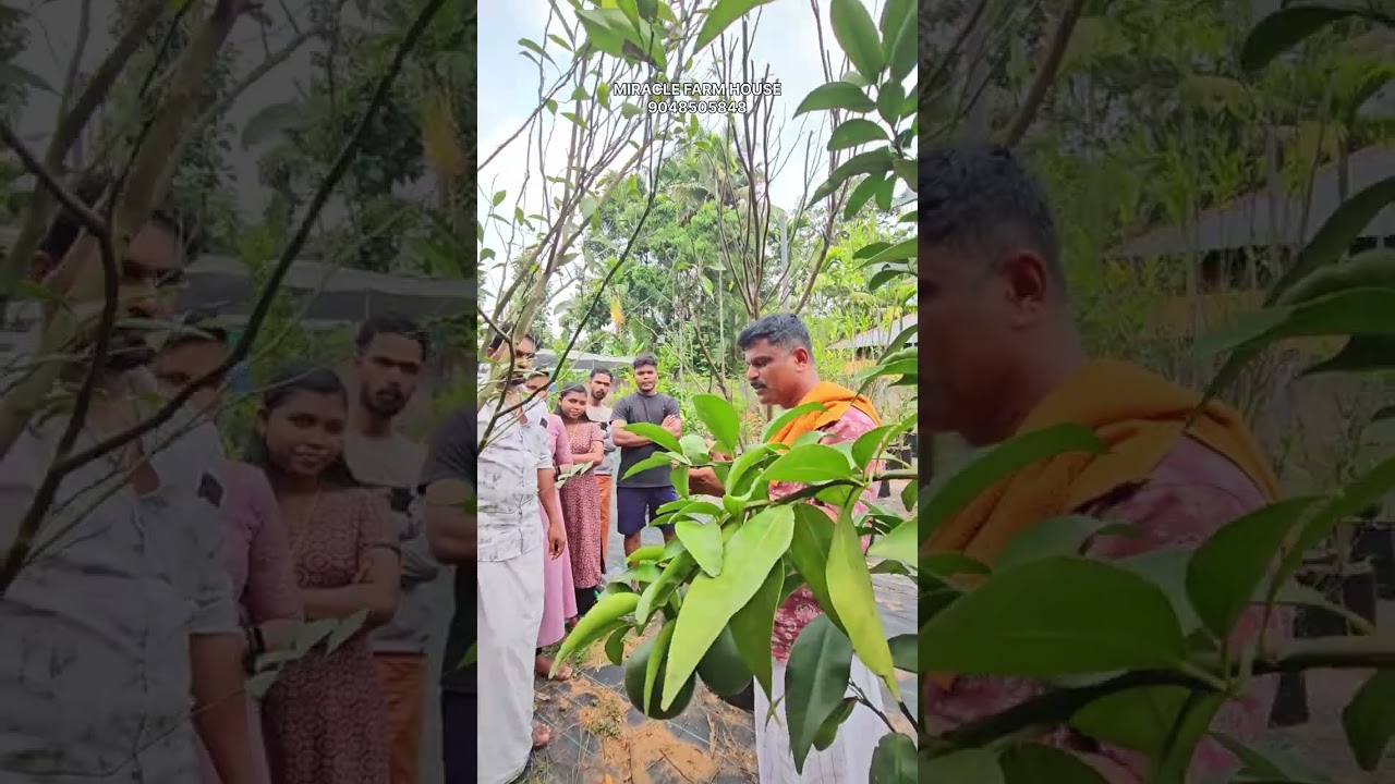 ഇവിടുത്തെ ഓറഞ്ച് കളുടെ പ്രത്യേകതകൾ ഇതൊക്കെയാണ്….