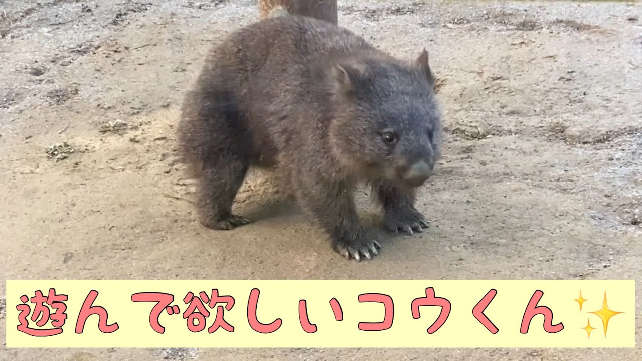 【ウォンバット】遊んで欲しいコウくん☆