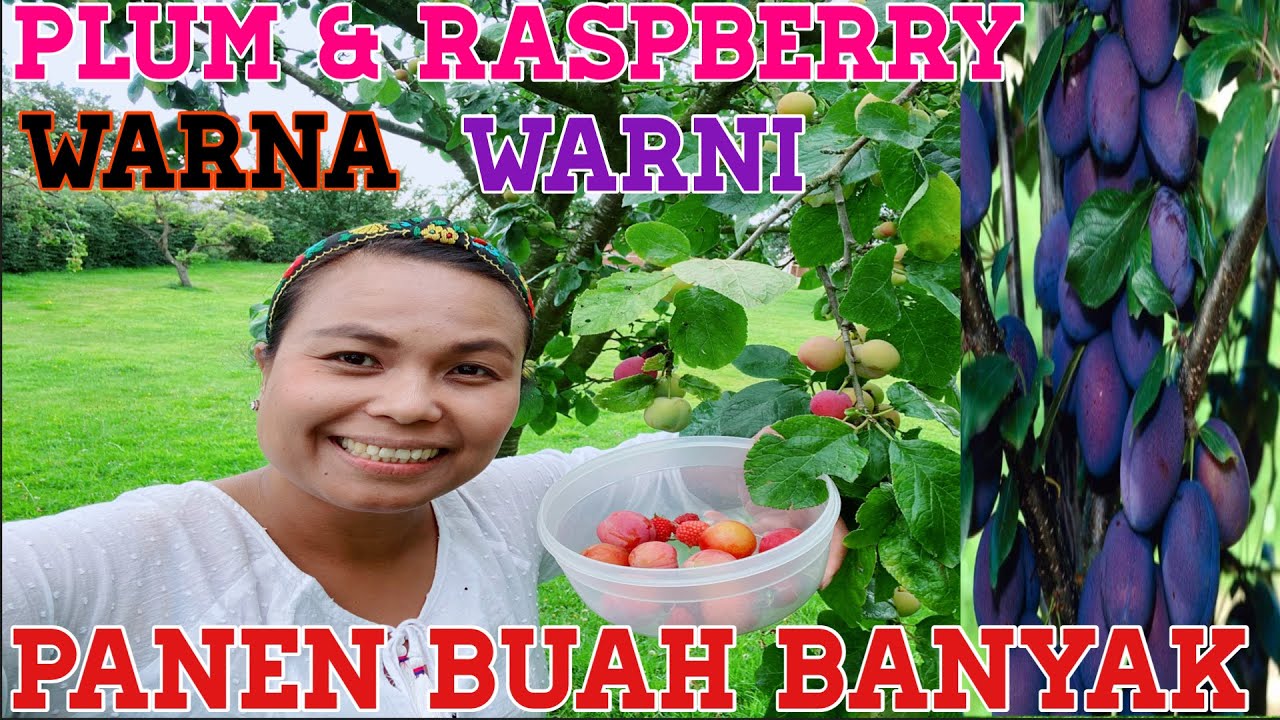 PANEN BUAH PLUM WARNA WARNI DAN BUAH RASPBERRY DI KEBUN TEMAN RUMANIA, BUAH NYA BERLIMPAH RUAH