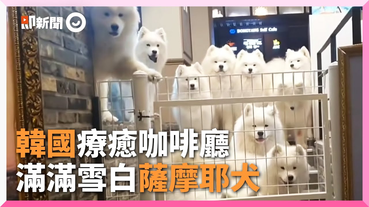療癒狗狗咖啡廳 一開門就被滿滿薩摩耶包圍｜寵物動物｜狗狗｜韓國弘大｜精選影片