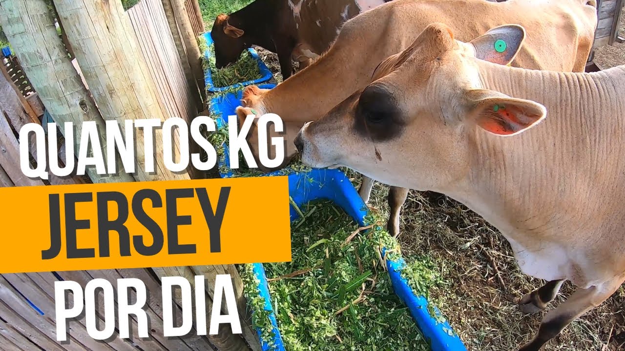 QUANTOS KG DE CAPIAÇU AS JERSEY COMEM POR DIA | Capim verde colhido na hora