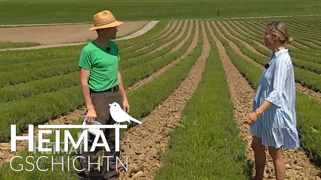 Heimatgschichtn - im Lavendelfeld bei Dorfen