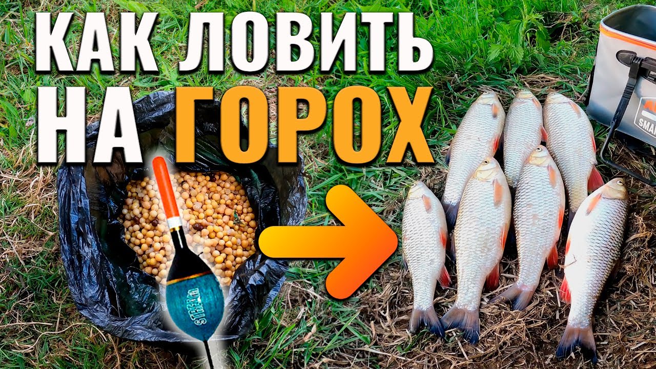 Как ловить удочкой на горох? Берет только крупный голавль!