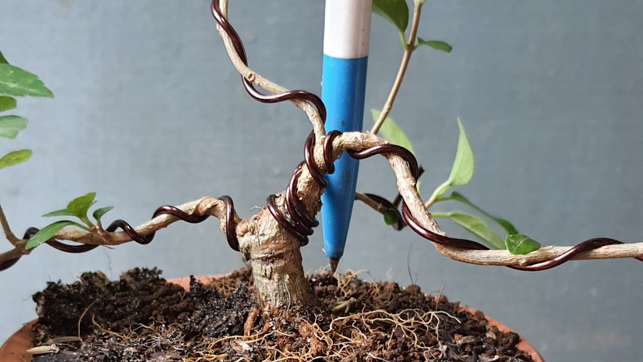 Cách để làm một cây trực lắc siêu mini không tốn tiền chia sẻ đến bà con.