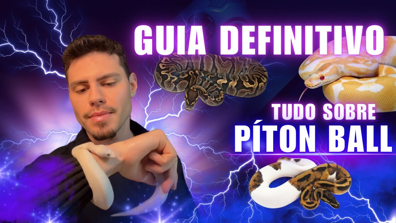 GUIA GERAL: Tudo o que você precisa saber sobre a piton ball