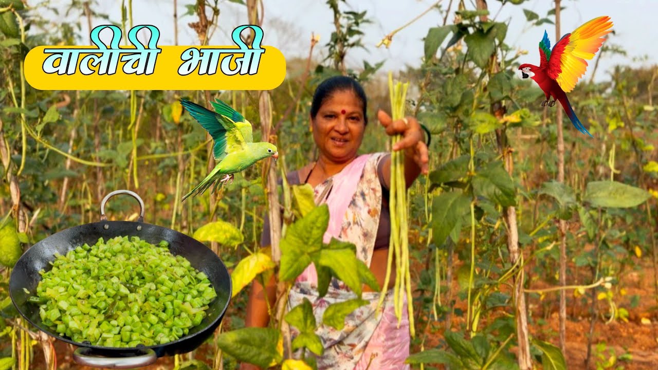 उन्हाळ्यातली  वालीची भाजी | मालवणी रेसिपी | Village cooking | Malvani channel | Traditional cooking 