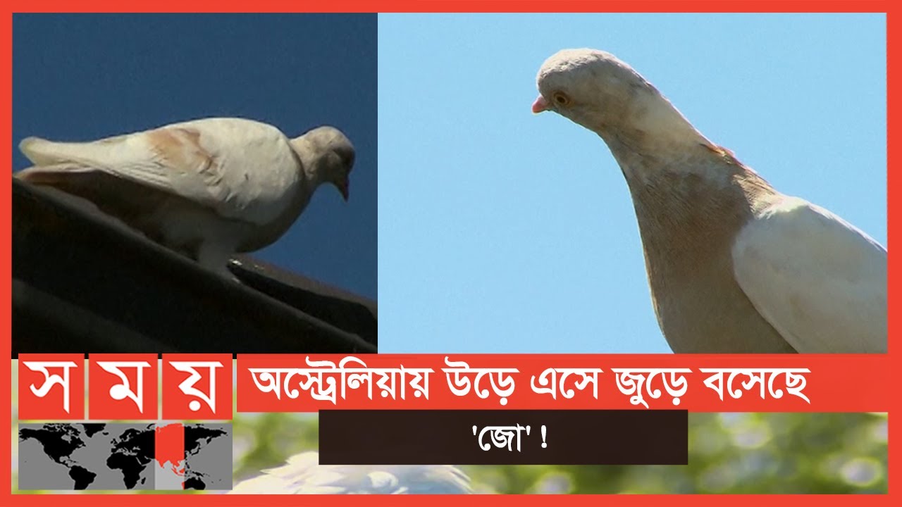 এক কবুতর নিয়ে উঠে পড়ে লেগেছে অস্ট্রেলিয়া! | Racing Pigeon | Joe | Australia News Update | Somoy TV