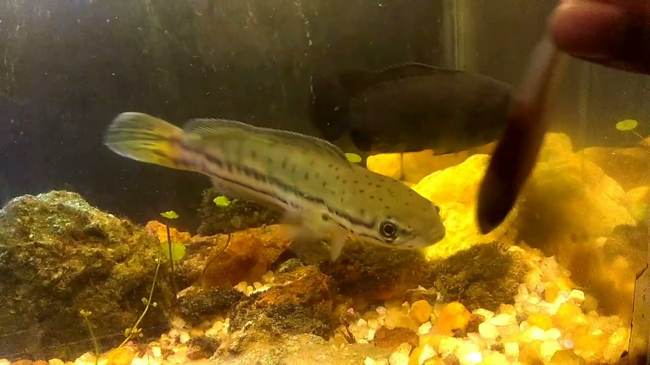 Puli vaha straik