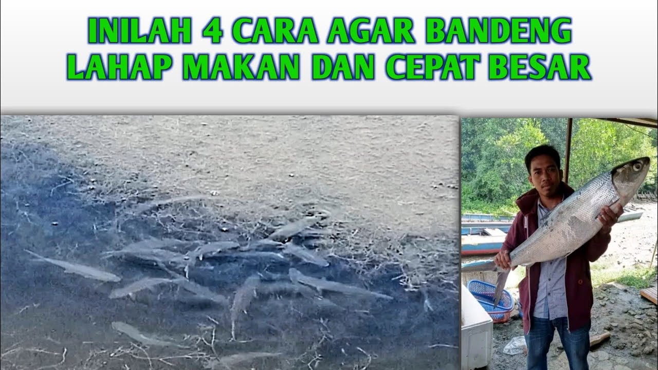 4 CARA AGAR BANDENG CEPAT BESAR DI TAMBAK TRADISIONAL • SEHAT DAN LAHAP MAKAN @JOHN IKHSAN