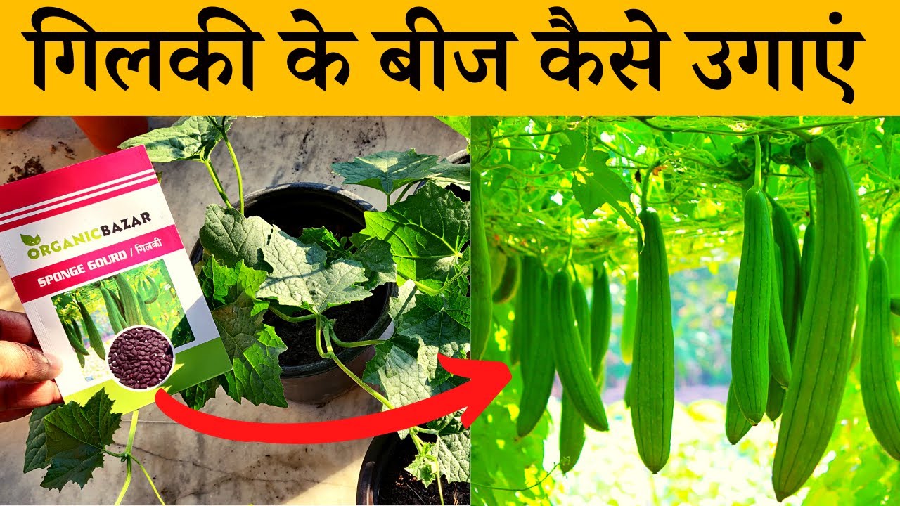गिलकी के बीज कैसे उगाएं | Gilki Ke Beej Kaise Ugaye | How To Grow Sponge Gourd Seeds At Home Garden