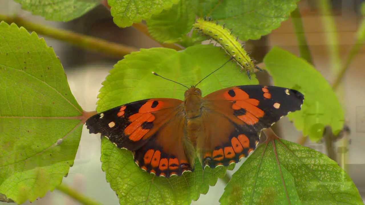 Researchers need help saving the Kamehameha butterfly