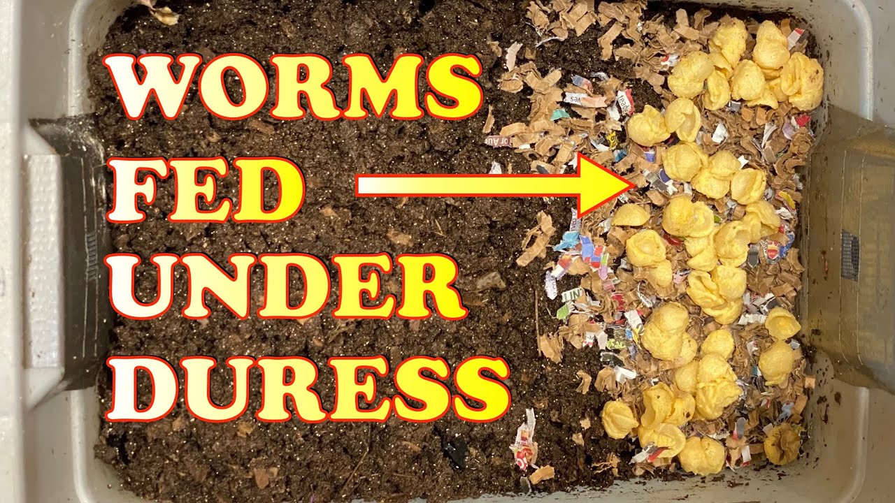600 Red Wigglers Fed This Against My Better Judgement! + Worm Chow Update | Vermicompost Worm Farm