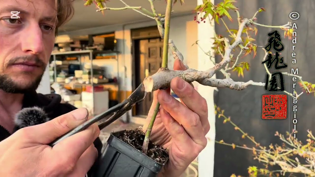 Peg graft on unusual yamamomiji maple🍁