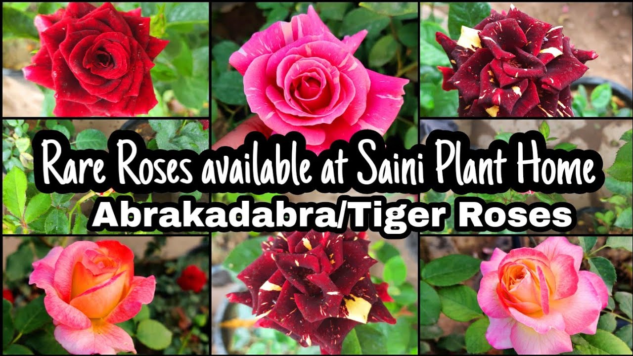 Rare Roses at Saini Plant Home| Abrakadabra/Tiger Roses and many more| Ramiya's Gardening