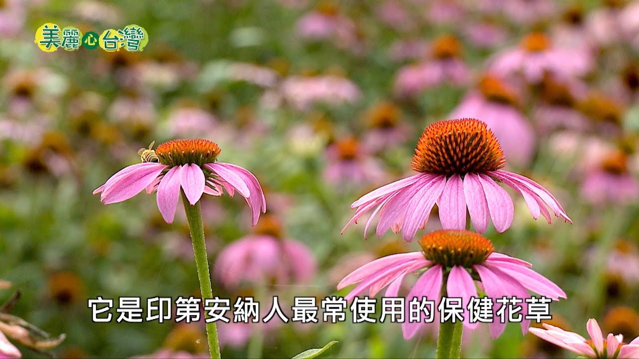 【花蓮吉安】青農黃嘉銘返鄉種植高難度花草中藥材 | 有機無毒 | 220 | #美麗心台灣