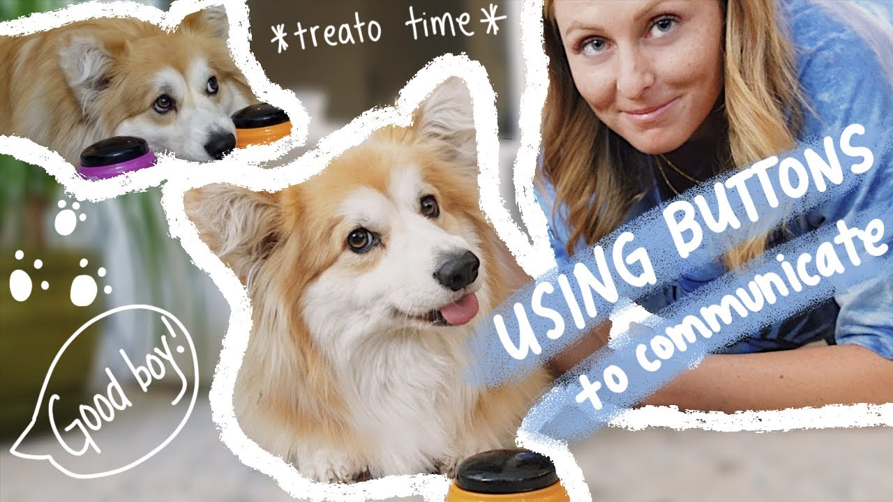 teaching my dog how to use buttons to talk *corgis are so smart*