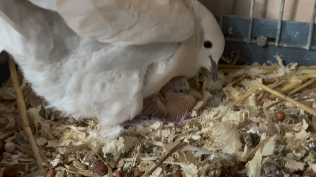 My Doves