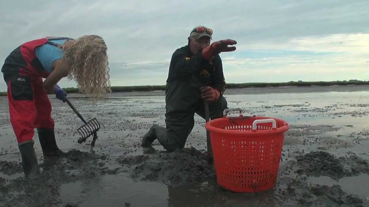 Digging Littlenecks on Duxbury Bay