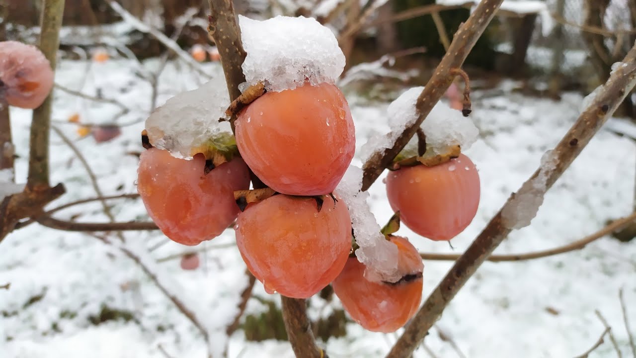 Хурма під першим снігом. Сорт Kasandra та деякі інші.