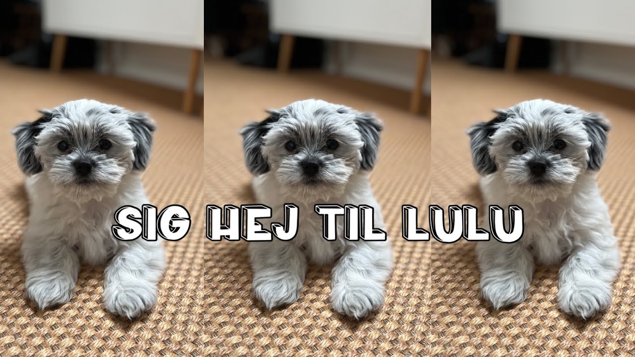 MIN FØRSTE HVALP // Forberedelse & de første dage med hvalp