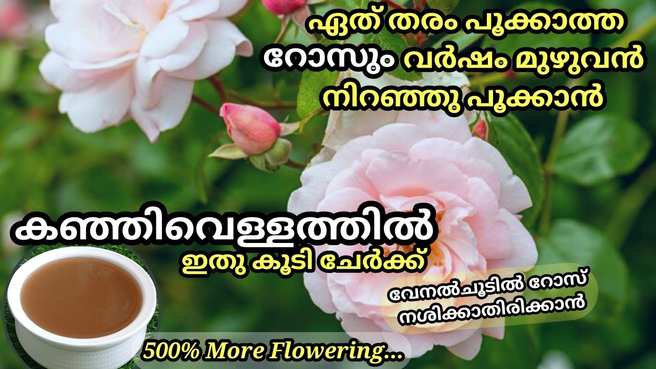 വേനൽചൂടിൽ റോസ് നശിക്കാതിരിക്കാൻ നിറയെ പൂക്കാൻ അത്ഭുതവളം // Rice water Fertilizer for Rose plant's