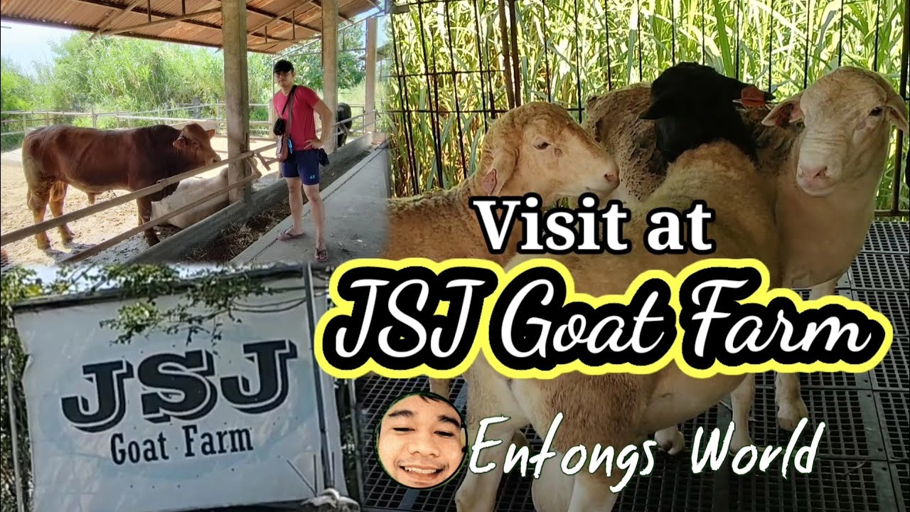 JSJ GOAT FARM - (Anglo nubians, Boer, sheeps, Cows) | Entongs World