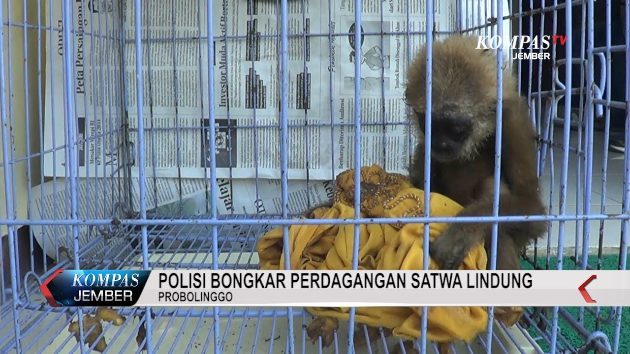 POLISI BONGKAR PERDAGANGAN SATWA LINDUNG