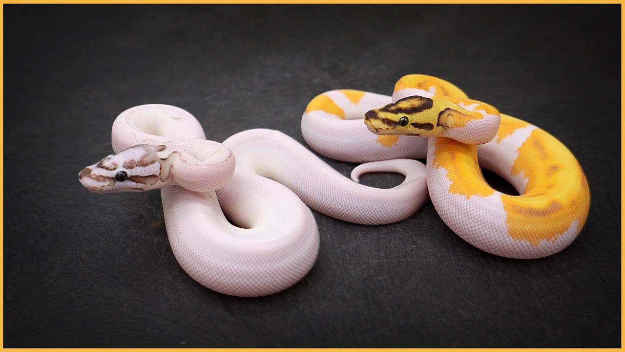 Our FIRST 6 Homozygous Ball Python Combo!