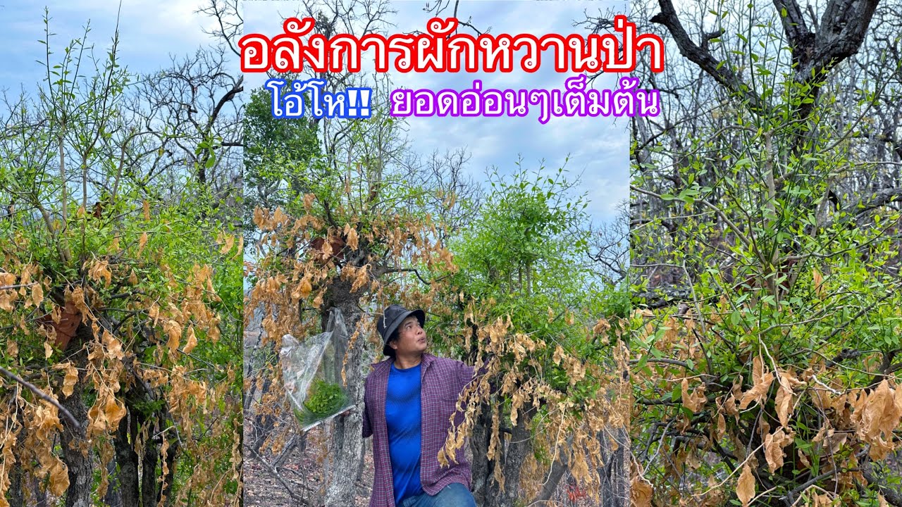 ป๊าดดด ยอดผักหวานป่าเยอะอะไรขนาดนี้ ยอดอ่อนเต็มต้นเก็บแทบไม่ไหว