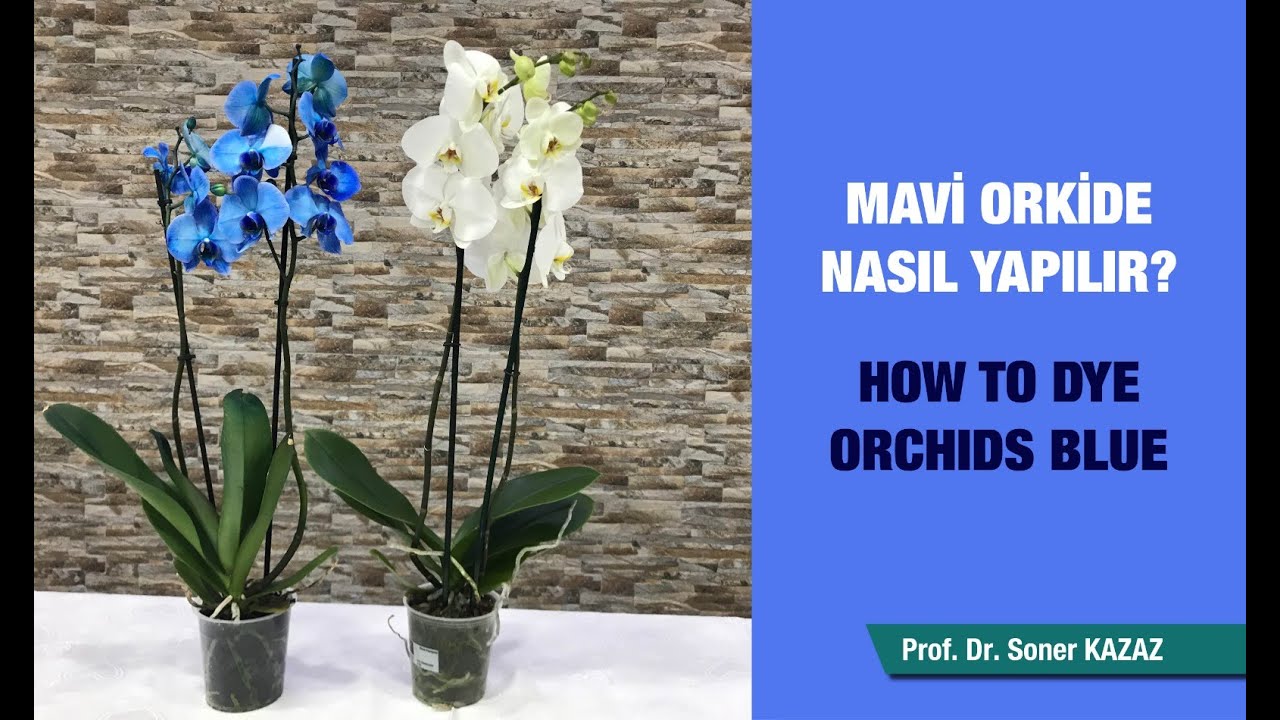 MAVİ ORKİDE NASIL YAPILIR (HOW TO DYE ORCHIDS BLUE)